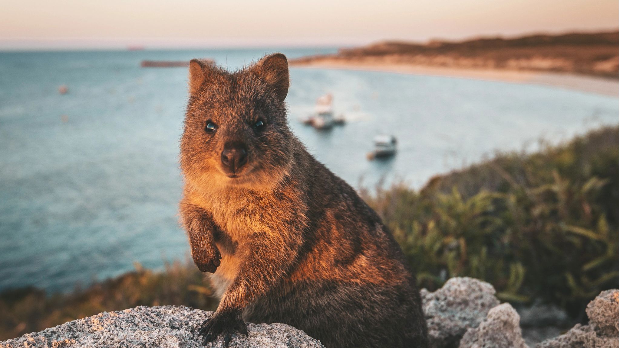 Quokka on Rottnest Island
