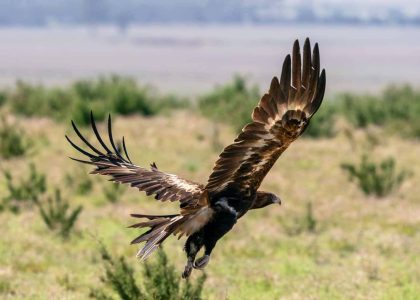 wedge-tailed-eagle-lr_02052